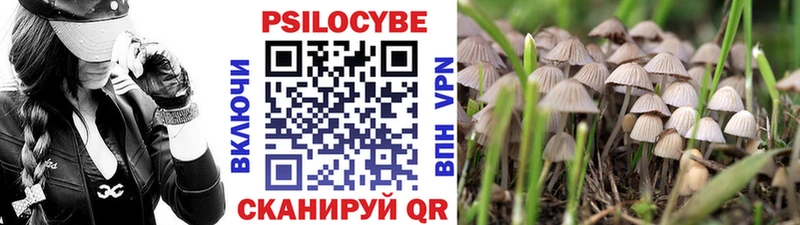 хочу   Ленинск  Псилоцибиновые грибы Cubensis 